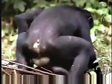 cum drinking zoo